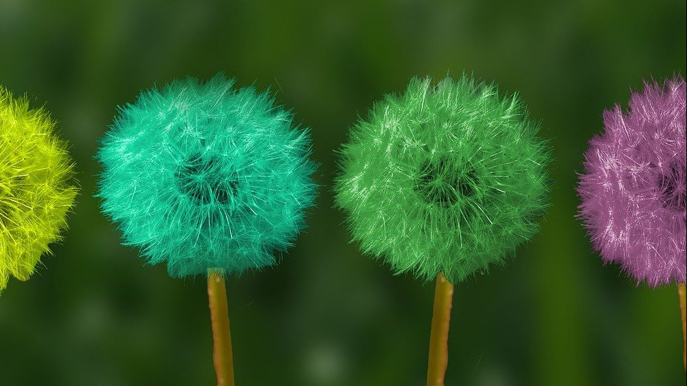 Multicolored Dandelions