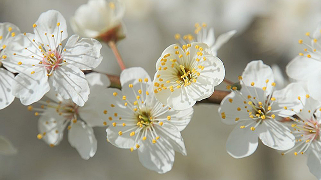 Blossoms