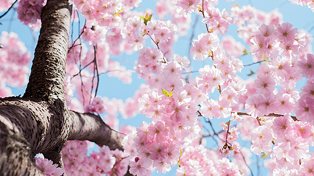 Plum Blossoms