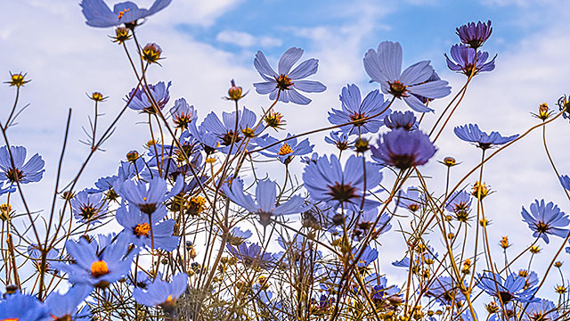 Spring Flowers