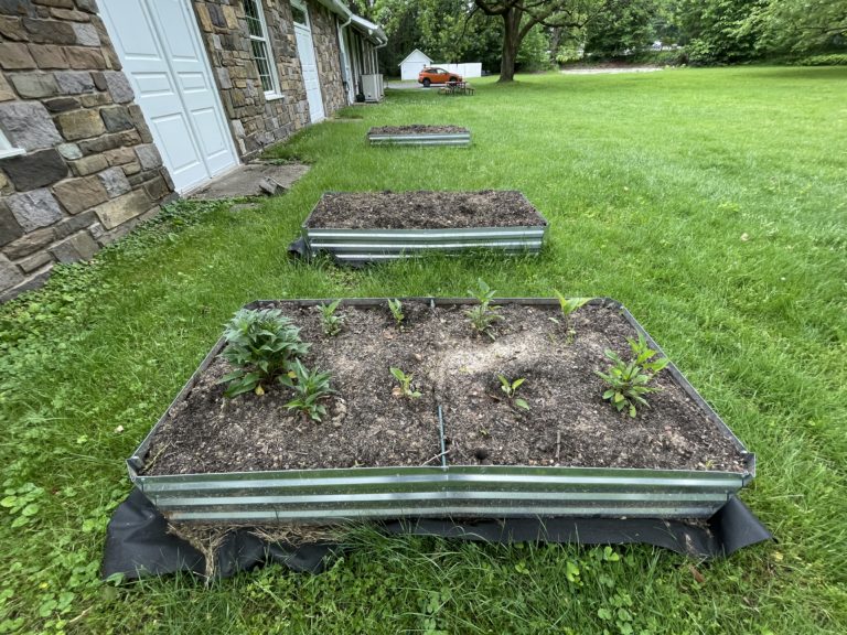 Raised beds to grow medicinal herbs