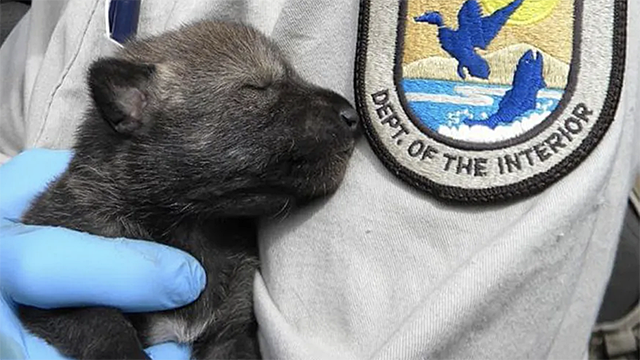 Captive Born Red Wolf