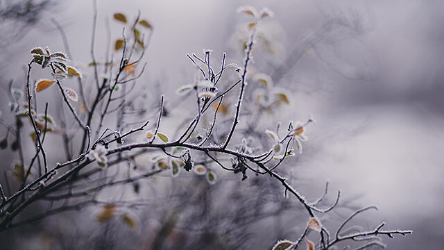 Frozen Branches