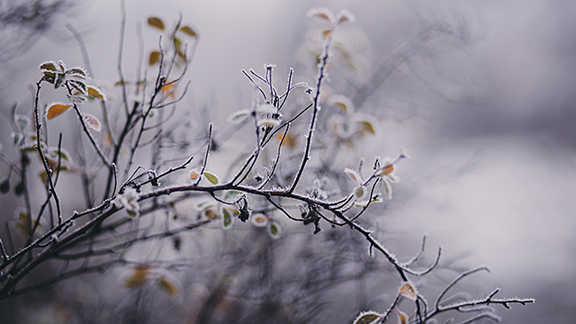 Frozen Branches