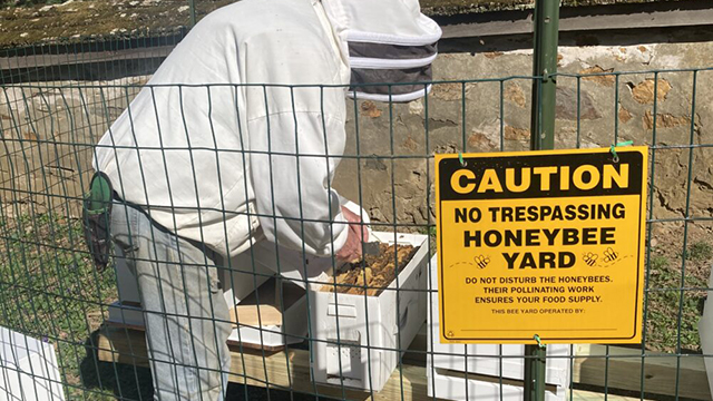 Birmingham Meeting has a Bee Yard