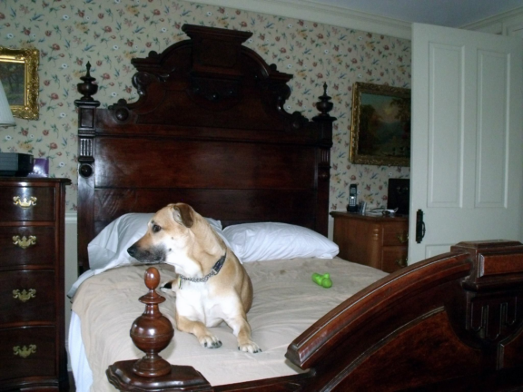 Tan colored Jack Russel mix sitting on vintage bed